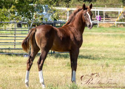 Orion RSF (Gaudi x Roemer) KWPN studcolt for sale