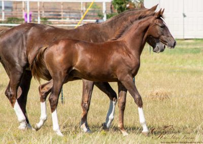 Orion RSF (Gaudi x Roemer) KWPN studcolt for sale