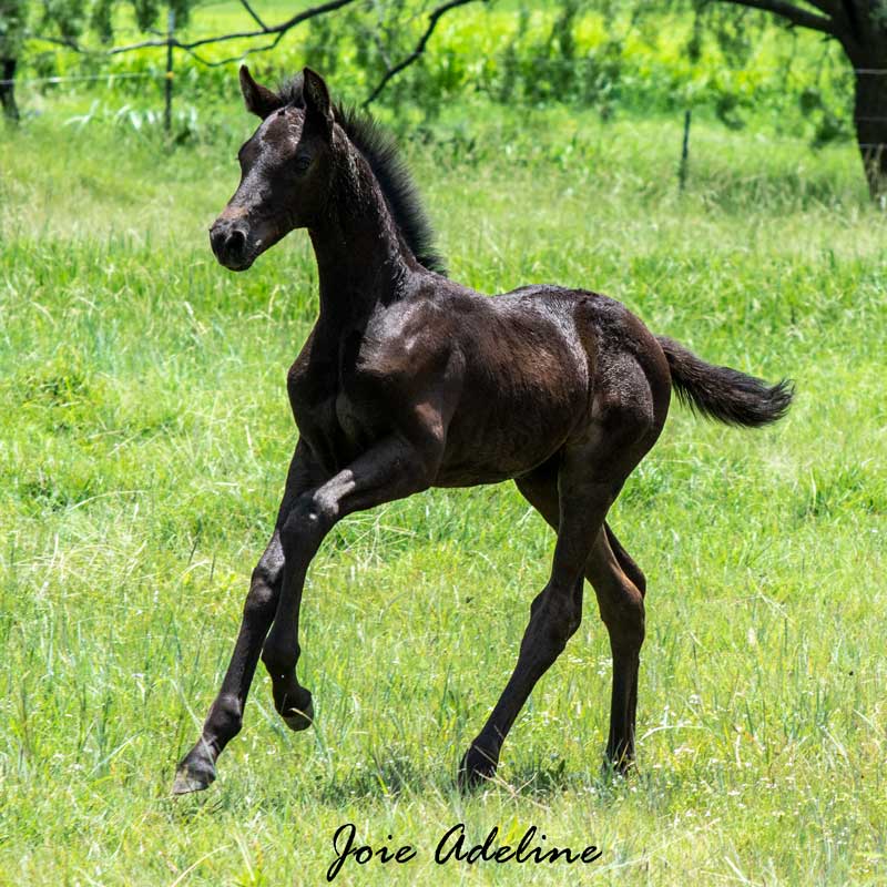 Joie Adeline RSF (Morricone x Freestyle)