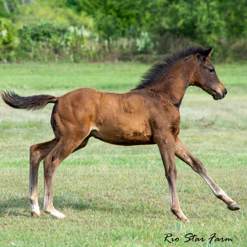 Picture of Julianna RSF (Vitalis x Freestyle)