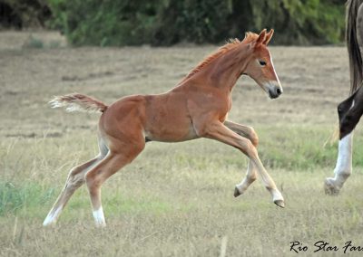 Picture of Sophie RSF (Sir Gregory x Roemer)