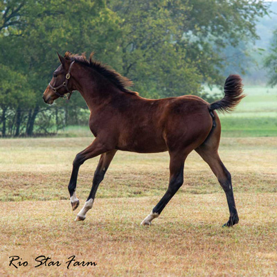 Picture of Promise of Rio Star (Gaudi x Roemer)