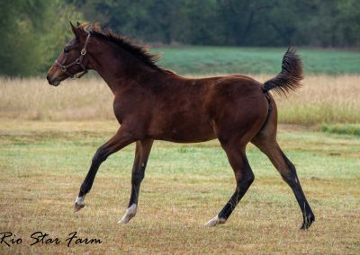 Promise of Rio Star (Gaudi x Roemer) at 5 months age.