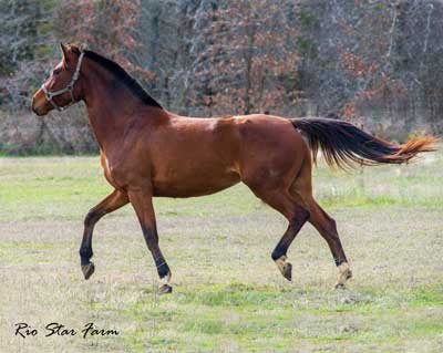 Picture of Summer Dance RSF (Sir James x Sempatico)