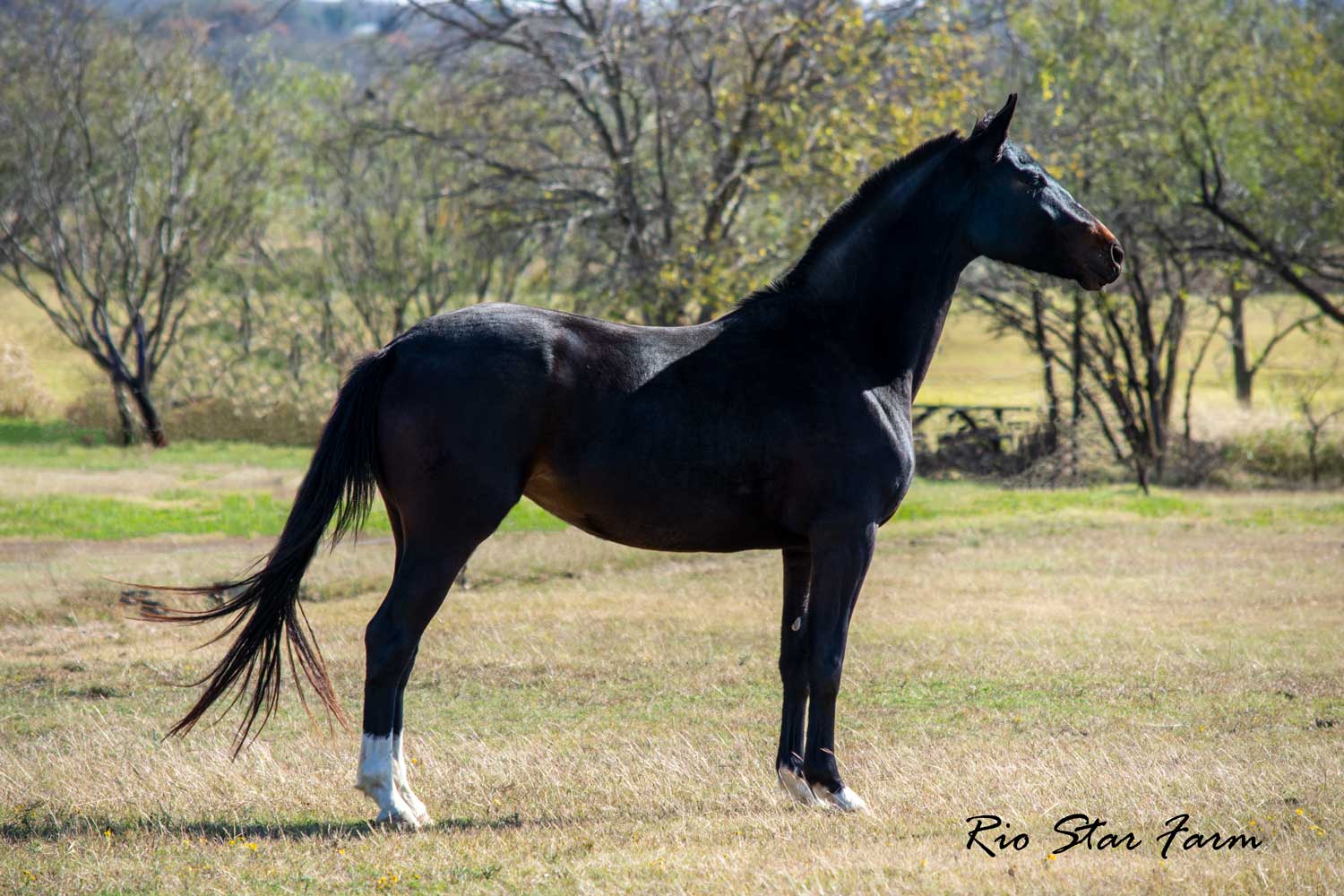 Picture of Calleigh RSF (Qredit x Diamond Stud)