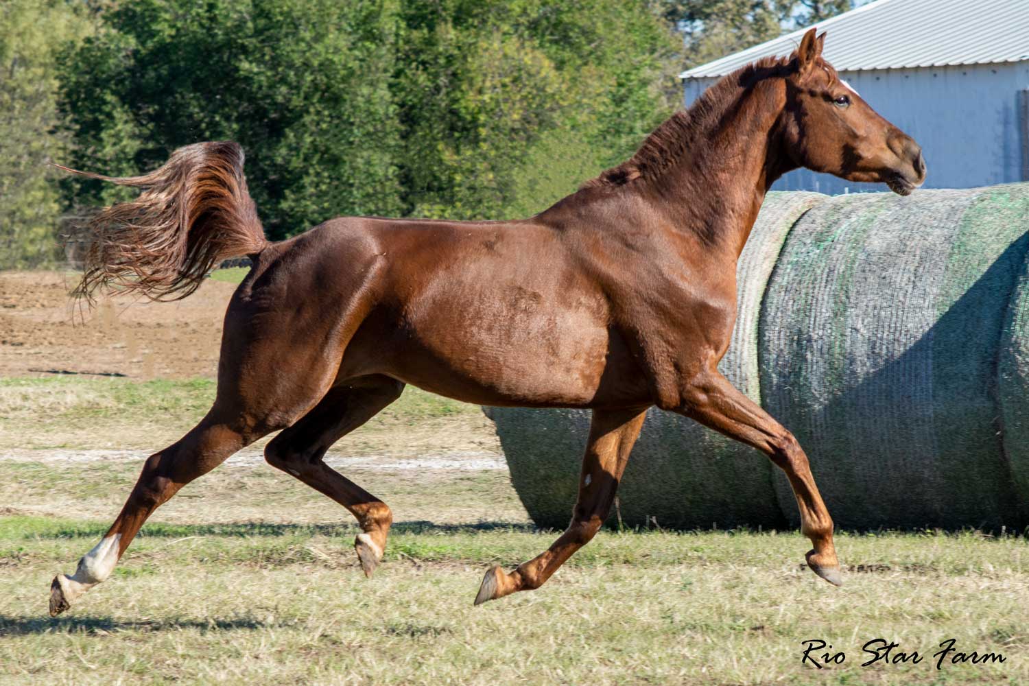 Picture of Jeselle RSF (Wolkentanz II x Freestyle)