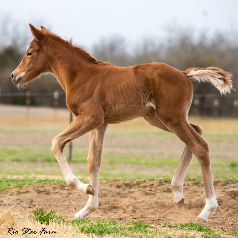 Picture of Raine (Kjento x Sir Gregory x Roemer)
