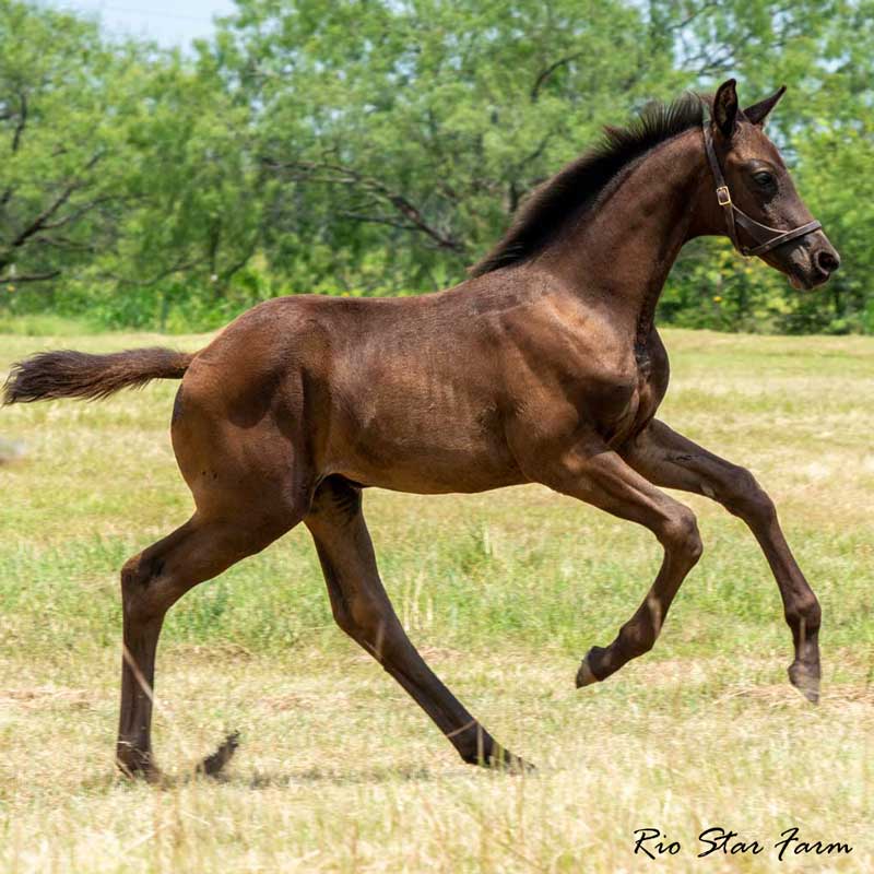 Picture of Joie Adeline RSF (Morricone x Freestyle)