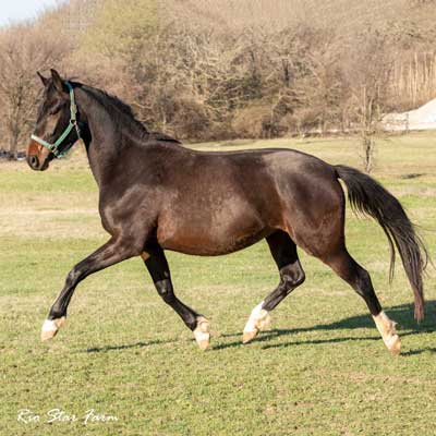 Photo of Calleigh RSF (Qredit x Diamond Stud)