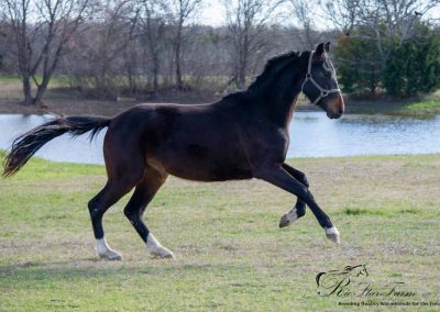 Photo of Calleigh RSF (Qredit x Diamond Stud)