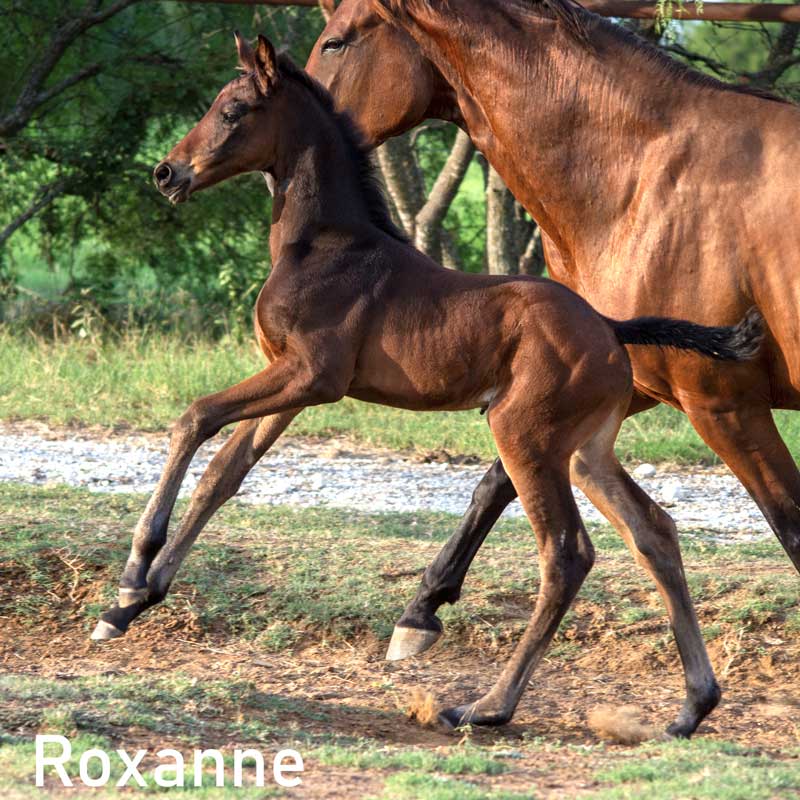 Photo of Roxanne RSF (Everdale x Sir James x Sempatico)