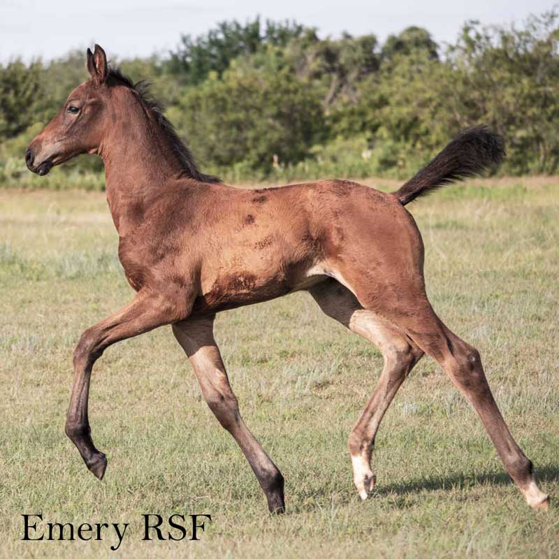 Picture of Emery RSF (Epic Eastwood x Furstenreich)