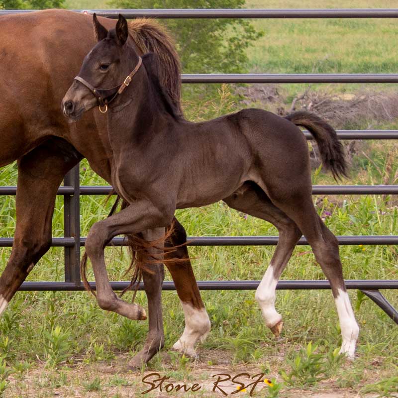 Photo of Stone RSF (Secret x Sir Gregory x Roemer))