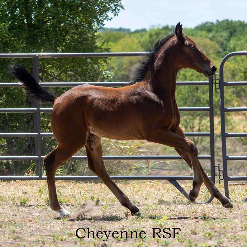 Photo of Cheyenne RSF (Eastwood x Diamond Stud)
