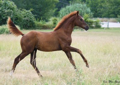 Photo of Jeselle RSF (Wolkentanz II x Freestyle x Cicero)