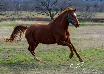 Photo of Jeselle RSF (Wolkentanz II x Freestyle x Cicero)
