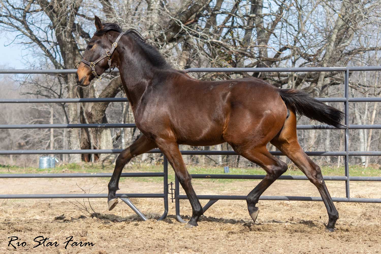 Photo of Roxanne RSF (Everdale x Sir James)