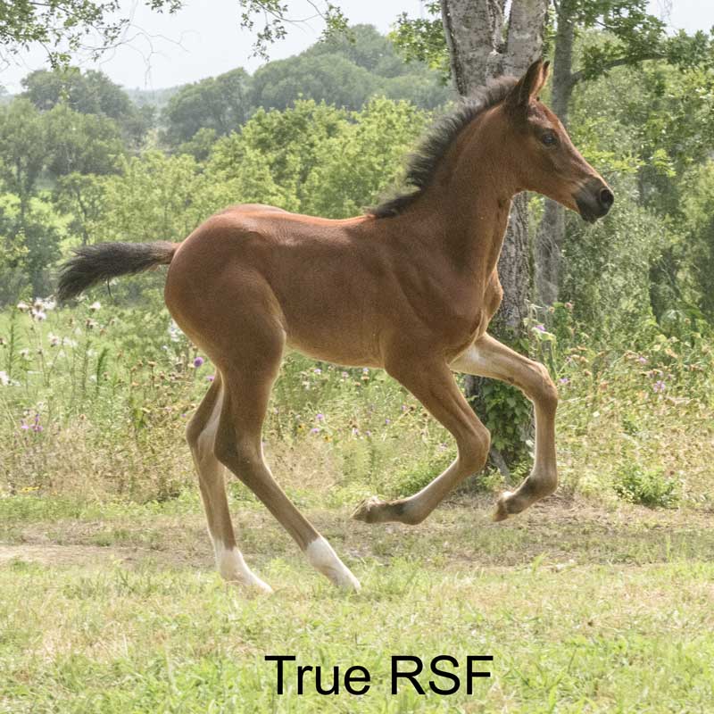 Photo of True RSF (Jovian x Sir Gregory x Roemer)