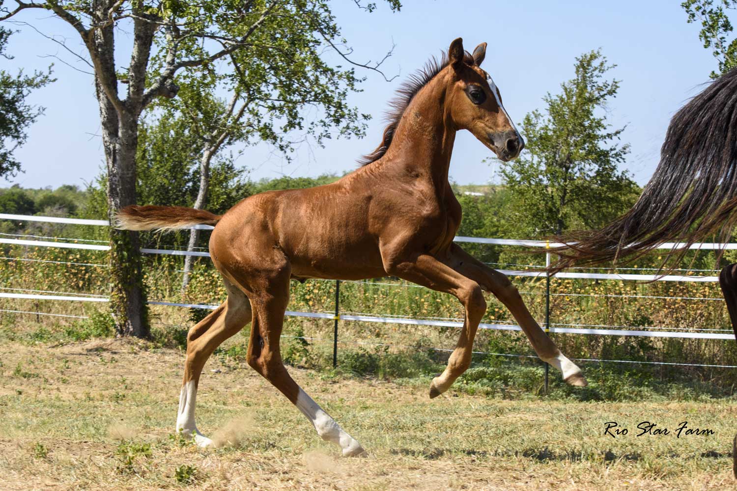 Photo of Timber RSF (Gaudi x Freestyle x Cicero)