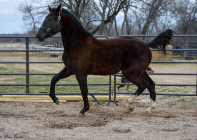 Photo of Stone RSF (Secret x Sir Gregory x Roemer) 2022 Gelding