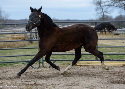 Photo of Stone RSF (Secret x Sir Gregory x Roemer) 2022 Gelding
