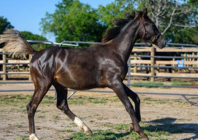 Photo of Grayson RSF (Gorgeous Latino x Manhattan x Sonntagskind)
