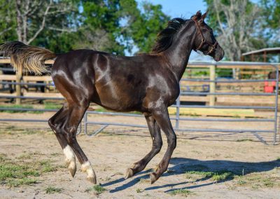 Photo of Grayson RSF (Gorgeous Latino x Manhattan x Sonntagskind)