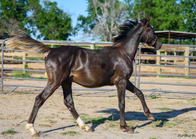 Photo of Grayson RSF (Gorgeous Latino x Manhattan x Sonntagskind)