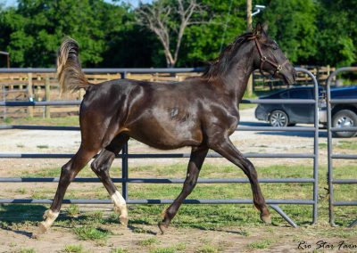 Photo of Grayson RSF (Gorgeous Latino x Manhattan x Sonntagskind)