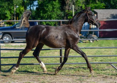 Photo of Grayson RSF (Gorgeous Latino x Manhattan x Sonntagskind)
