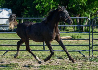 Photo of Grayson RSF (Gorgeous Latino x Manhattan x Sonntagskind)