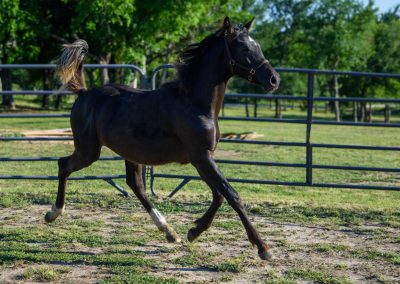 Photo of Grayson RSF (Gorgeous Latino x Manhattan x Sonntagskind)