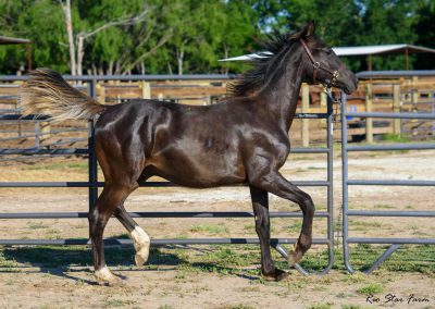 Photo of Grayson RSF (Gorgeous Latino x Manhattan x Sonntagskind)