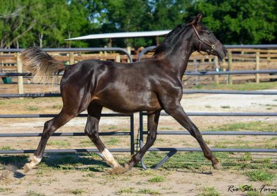Photo of Grayson RSF (Gorgeous Latino x Manhattan x Sonntagskind)