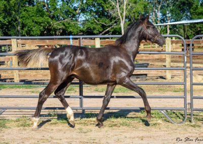 Photo of Grayson RSF (Gorgeous Latino x Manhattan x Sonntagskind)