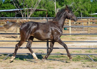 Photo of Grayson RSF (Gorgeous Latino x Manhattan x Sonntagskind)