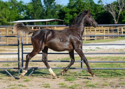 Photo of Grayson RSF (Gorgeous Latino x Manhattan x Sonntagskind)