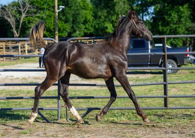 Photo of Grayson RSF (Gorgeous Latino x Manhattan x Sonntagskind)