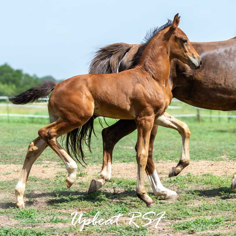 Upbeat RSF (Le Formidable x Sir Gregory x Roemer) Photo of Upbeat RSF (Le Formidable x Sir Gregory x Roemer)