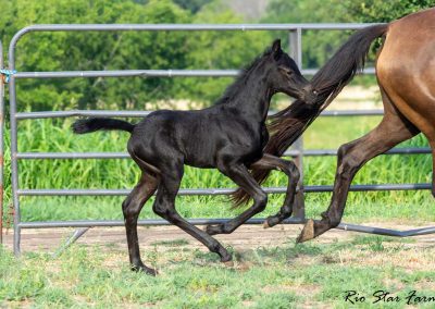 Photo of Unequaled Faith RSF (Le Formidable x Morricone x Freestyle)