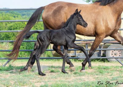 Photo of Unequaled Faith RSF (Le Formidable x Morricone x Freestyle)