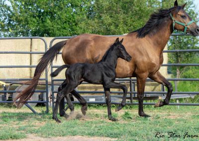 Photo of Unequaled Faith RSF (Le Formidable x Morricone x Freestyle)