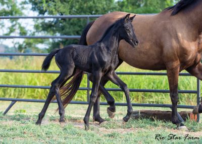 Photo of Unequaled Faith RSF (Le Formidable x Morricone x Freestyle)