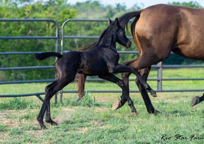 Photo of Unequaled Faith RSF (Le Formidable x Morricone x Freestyle)