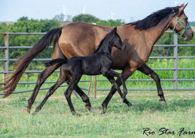 Photo of Unequaled Faith RSF (Le Formidable x Morricone x Freestyle)
