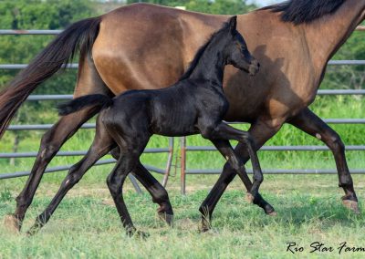 Photo of Unequaled Faith RSF (Le Formidable x Morricone x Freestyle)