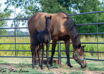 Photo of Unequaled Faith RSF (Le Formidable x Morricone x Freestyle)