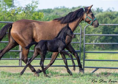 Photo of Unequaled Faith RSF (Le Formidable x Morricone x Freestyle)