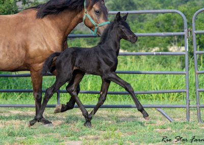 Photo of Unequaled Faith RSF (Le Formidable x Moricone x Freestyle)