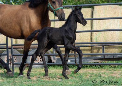 Photo of Unequaled Faith RSF (Le Formidable x Morricone x Freestyle)